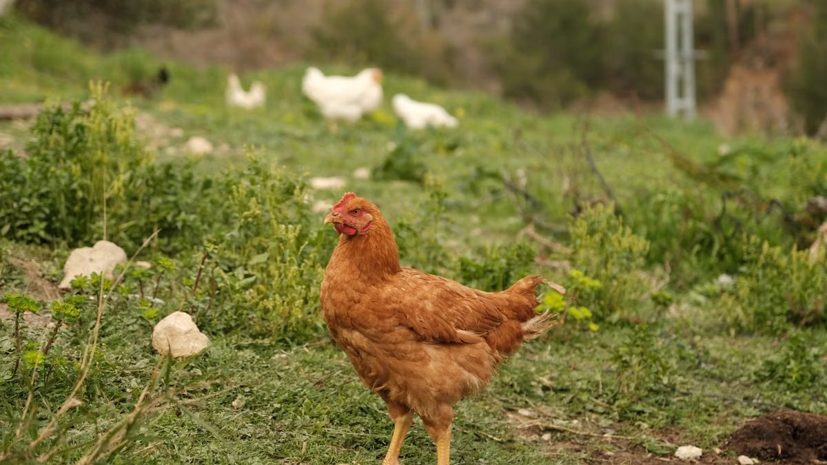 A brown hen stands in a green pasture with other chickens in the background.